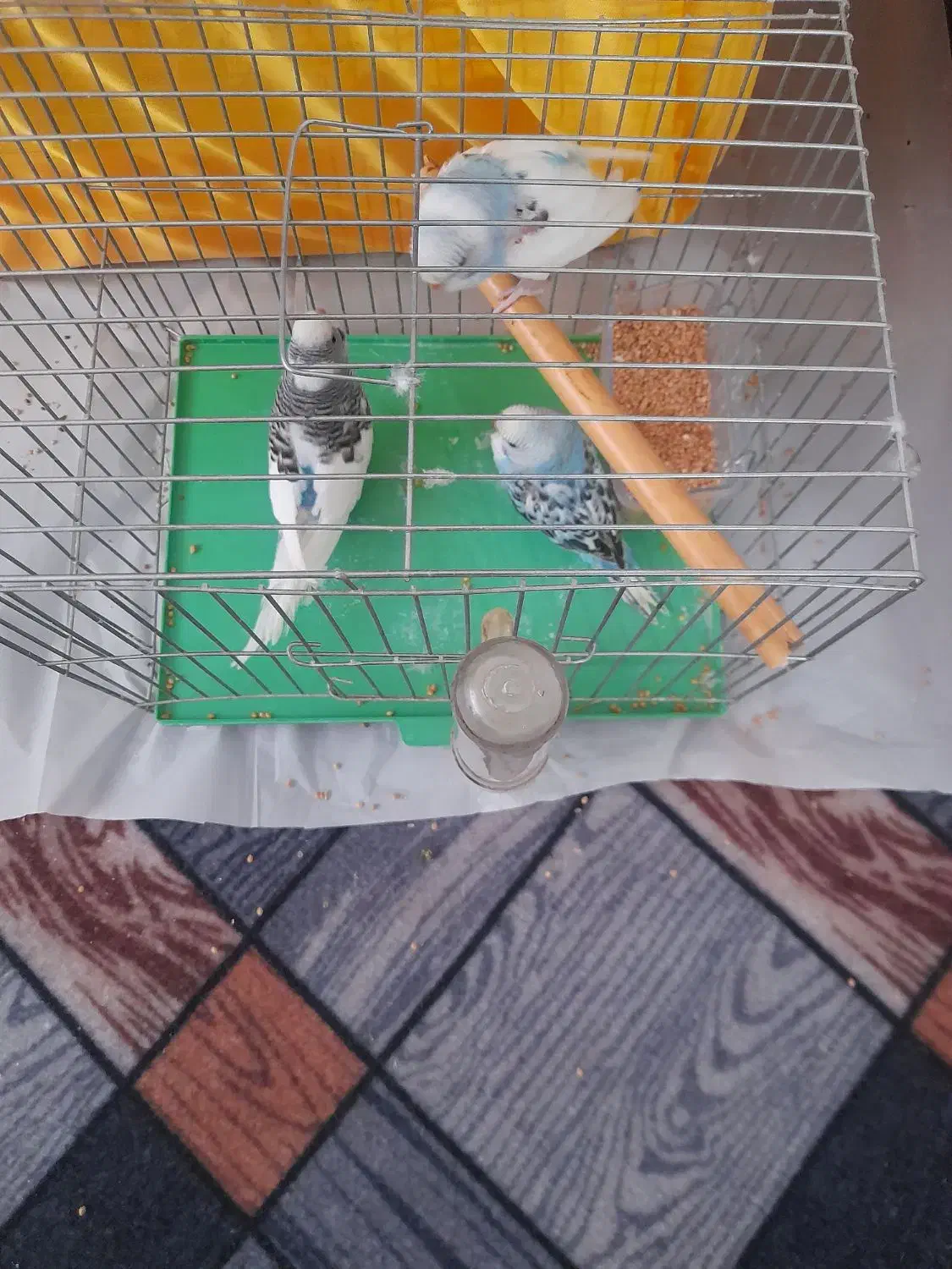 مرغ عشق|پرنده|میانه, |دیوار