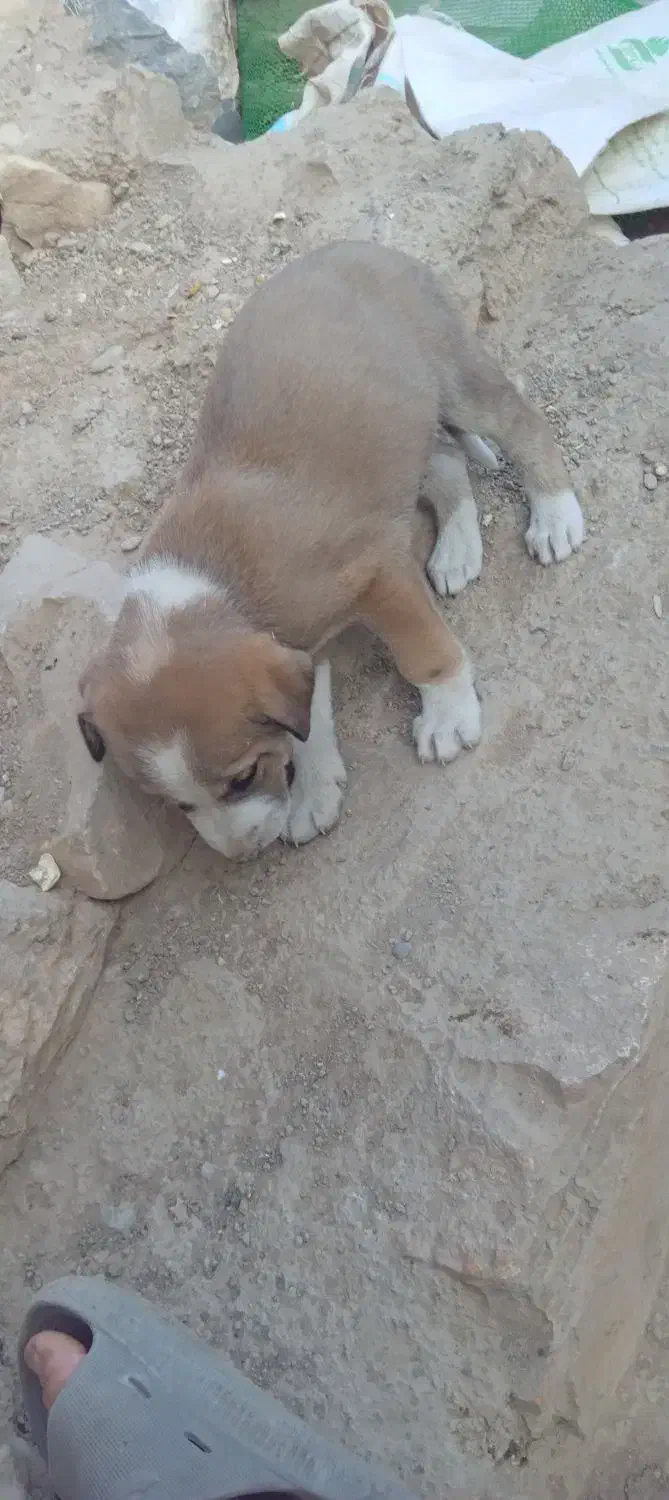 سگ کته|سگ|رامیان, |دیوار