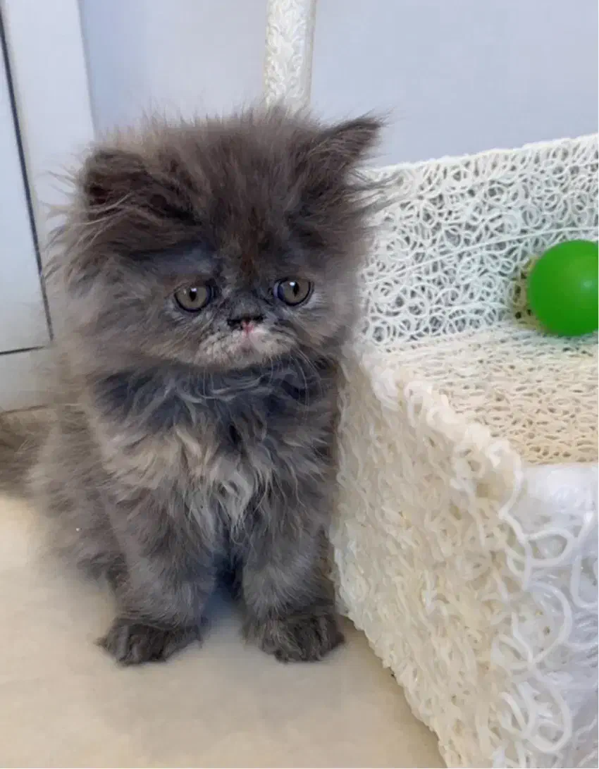 گربه پرشین سوپرفلت دختر دوماهه|گربه|تبریز, |دیوار