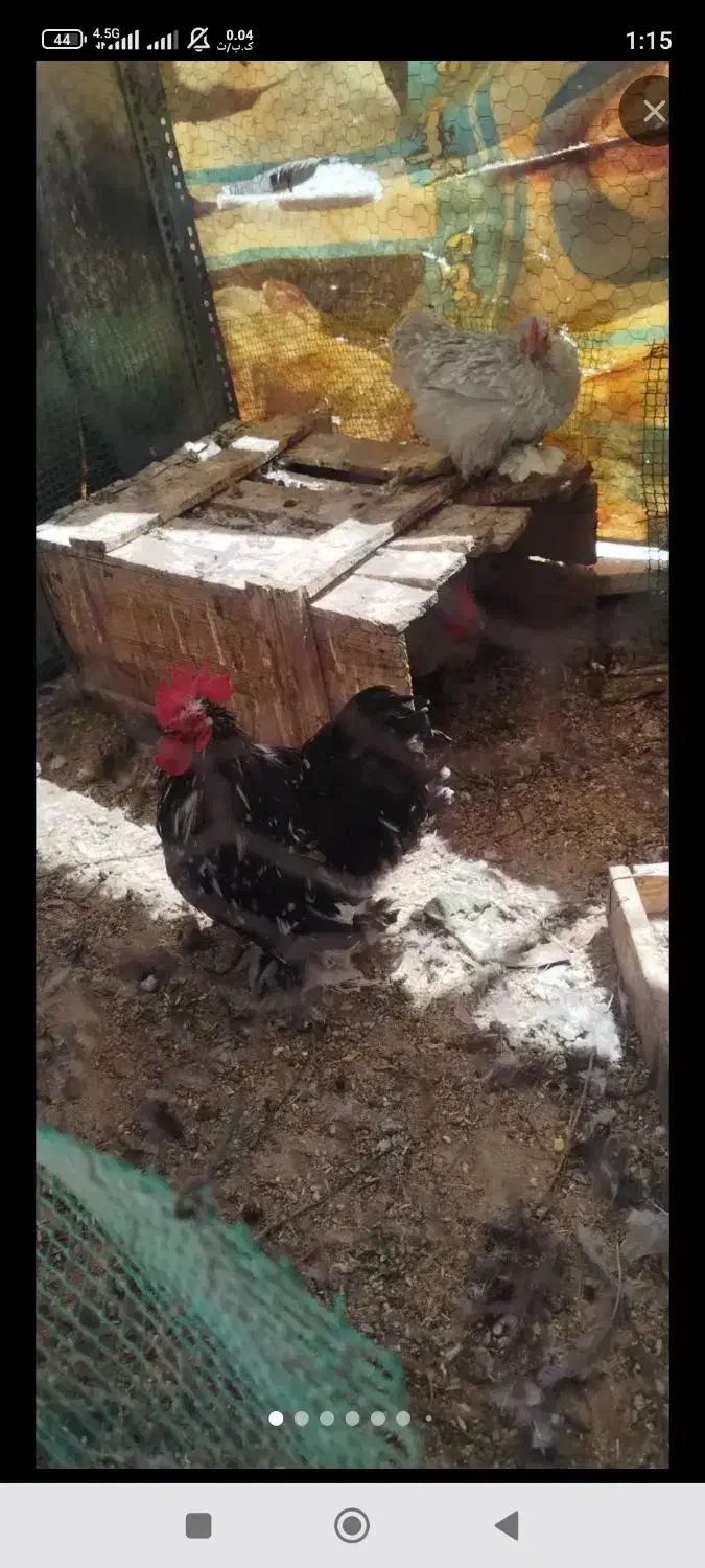 فروش فوری یه جفت مرغ و خروس کوشین|حیوانات مزرعه|فلاورجان, |دیوار
