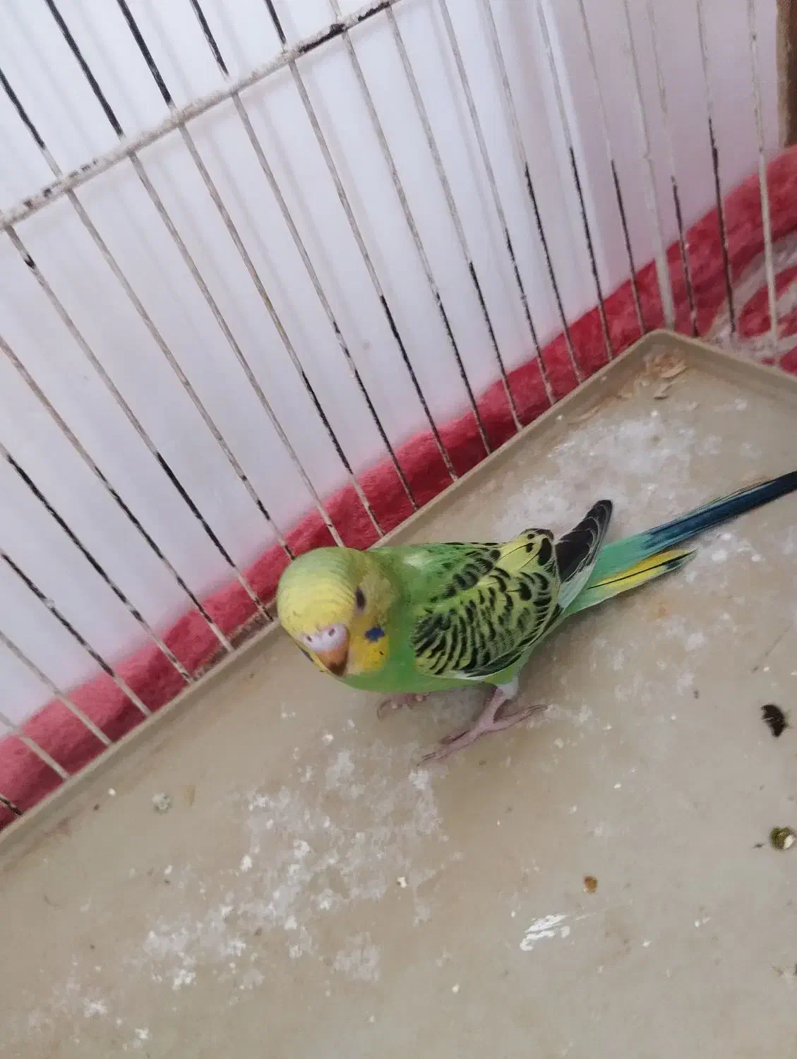 مرغ عشق اهلی|پرنده|ایواوغلی, |دیوار