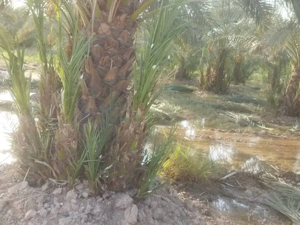 صفر تا صد خدمات نخل و باغبانی و پاجوش موجود است .|خدمات باغبانی و درختکاری|رامشیر, |دیوار