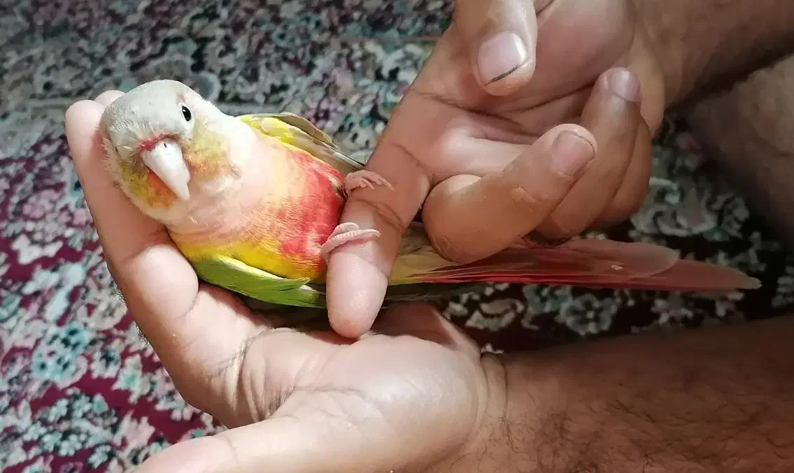 گرینچیک رام باقفس|پرنده|کرمان, |دیوار