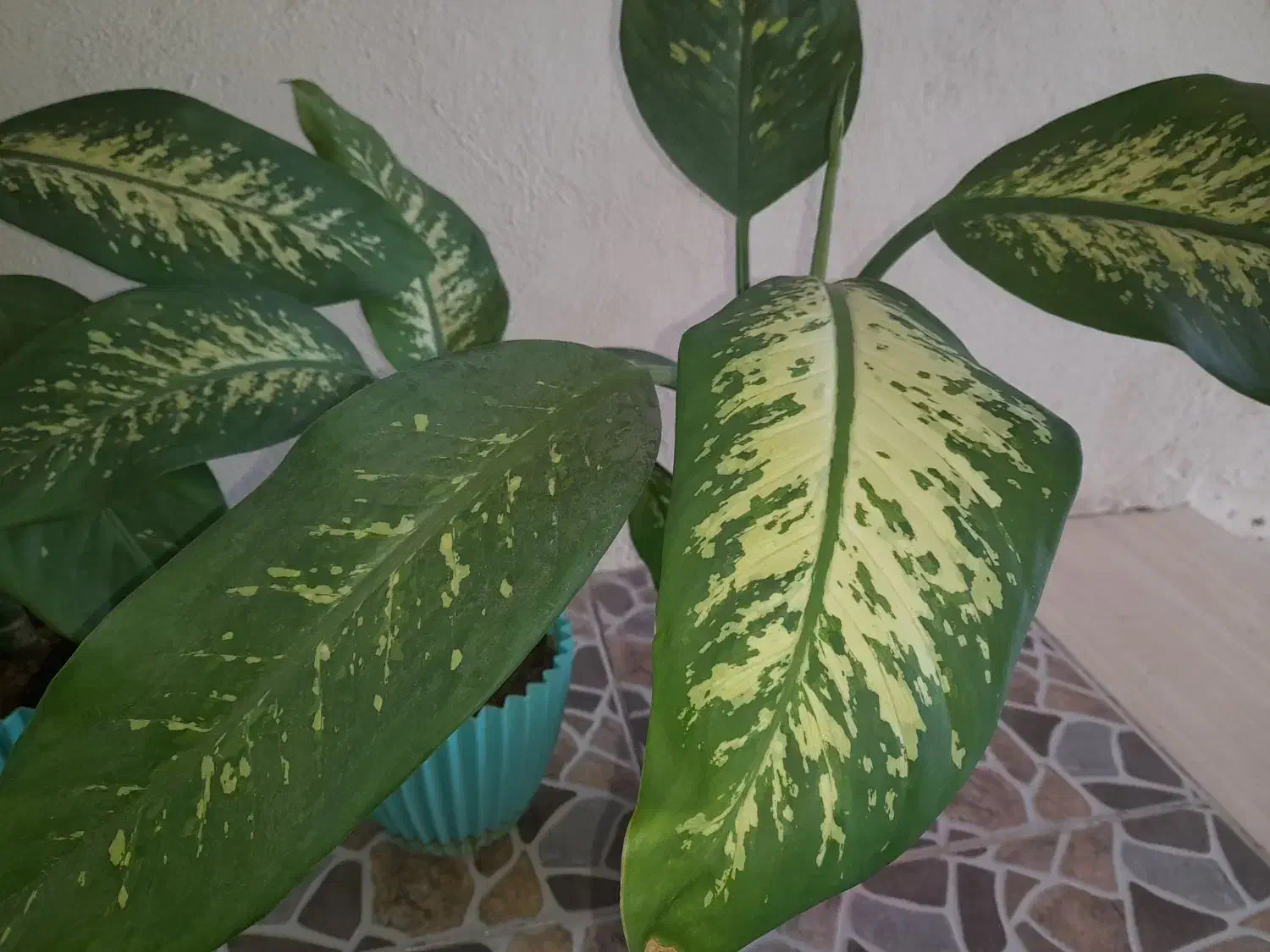 گل طبیعی زیبا|گل و گیاه طبیعی|سرپل ذهاب, |دیوار