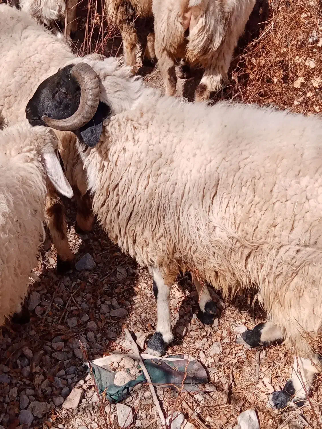 گوسفند|حیوانات مزرعه|کرمان, |دیوار