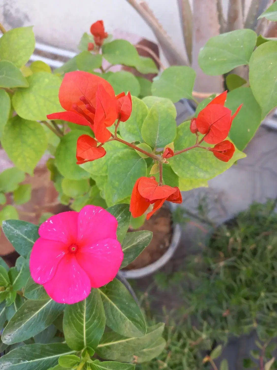 جوجه|پرنده|بندر دیر, |دیوار