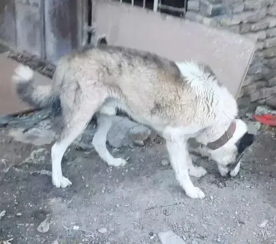 سگ نگهبان|سگ|مشهد, همت آباد|دیوار