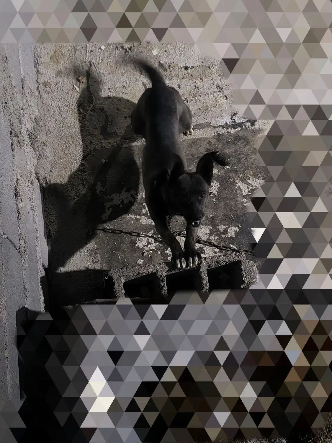 سگ پاپی|سگ|تربت جام, جامی|دیوار