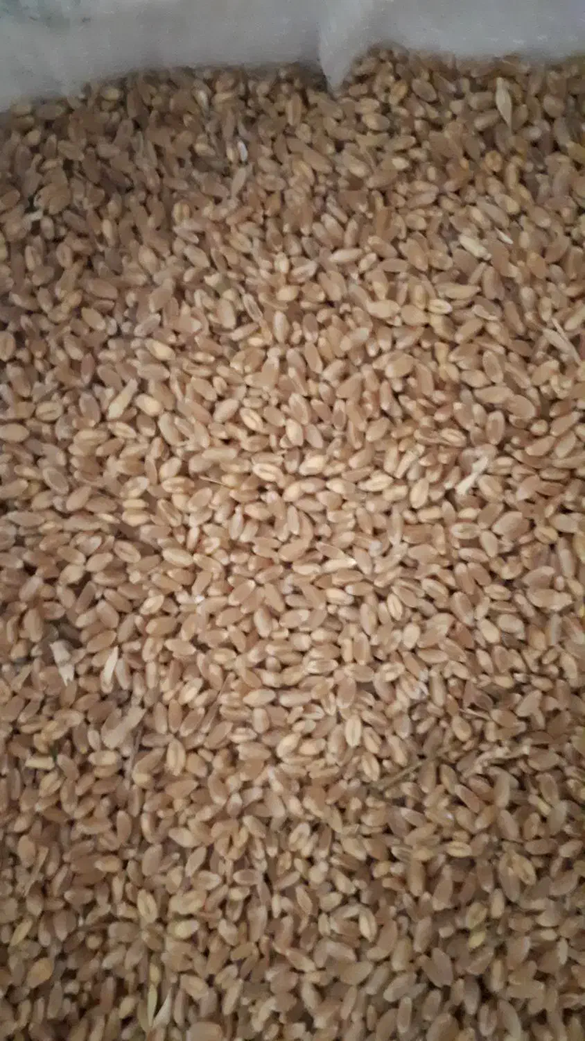 فروش گندم|حیوانات مزرعه|جوکار, |دیوار