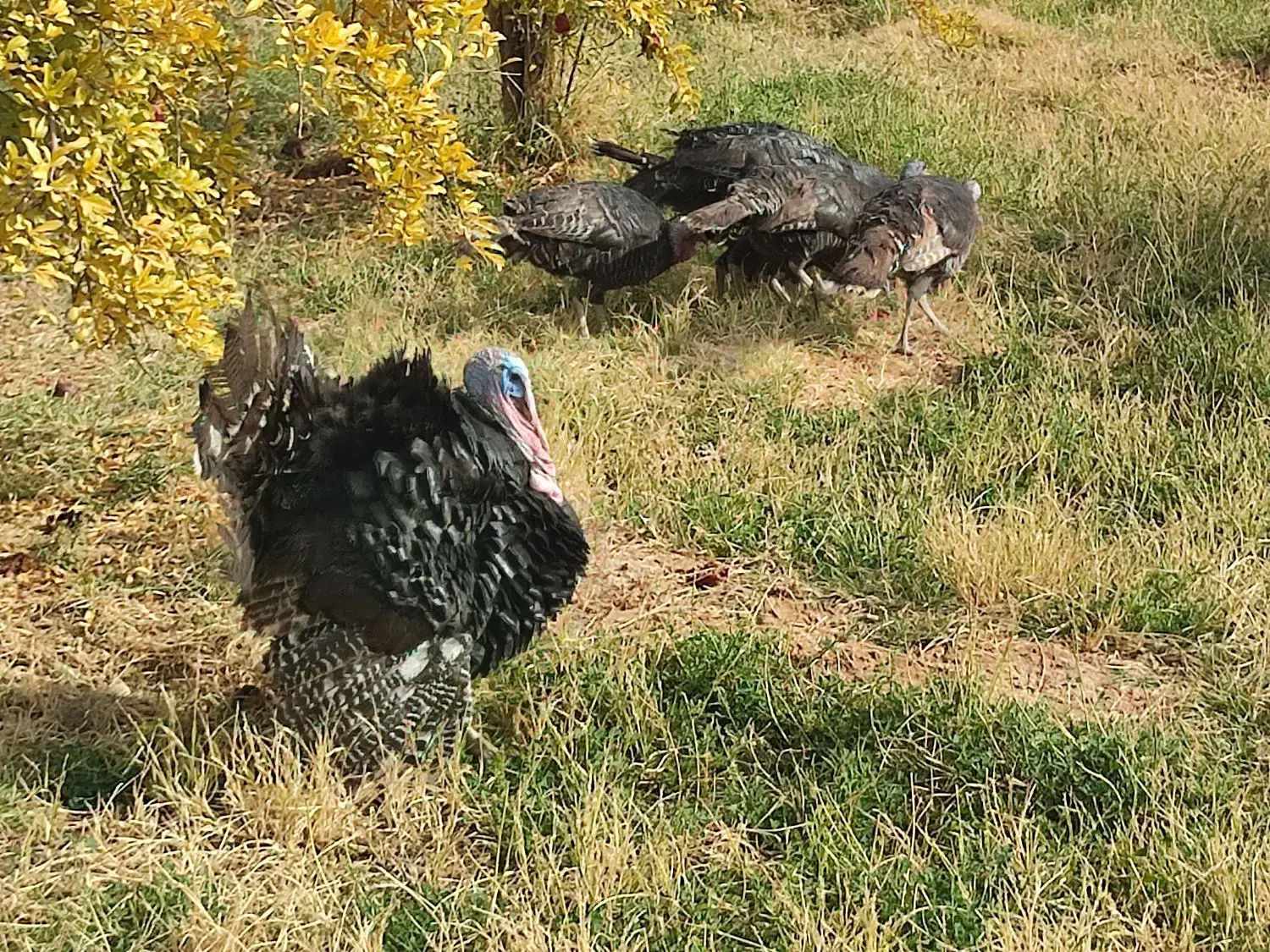 فروش بوقلمون محلی ارگانیک|حیوانات مزرعه|شیراز, محمدیه|دیوار