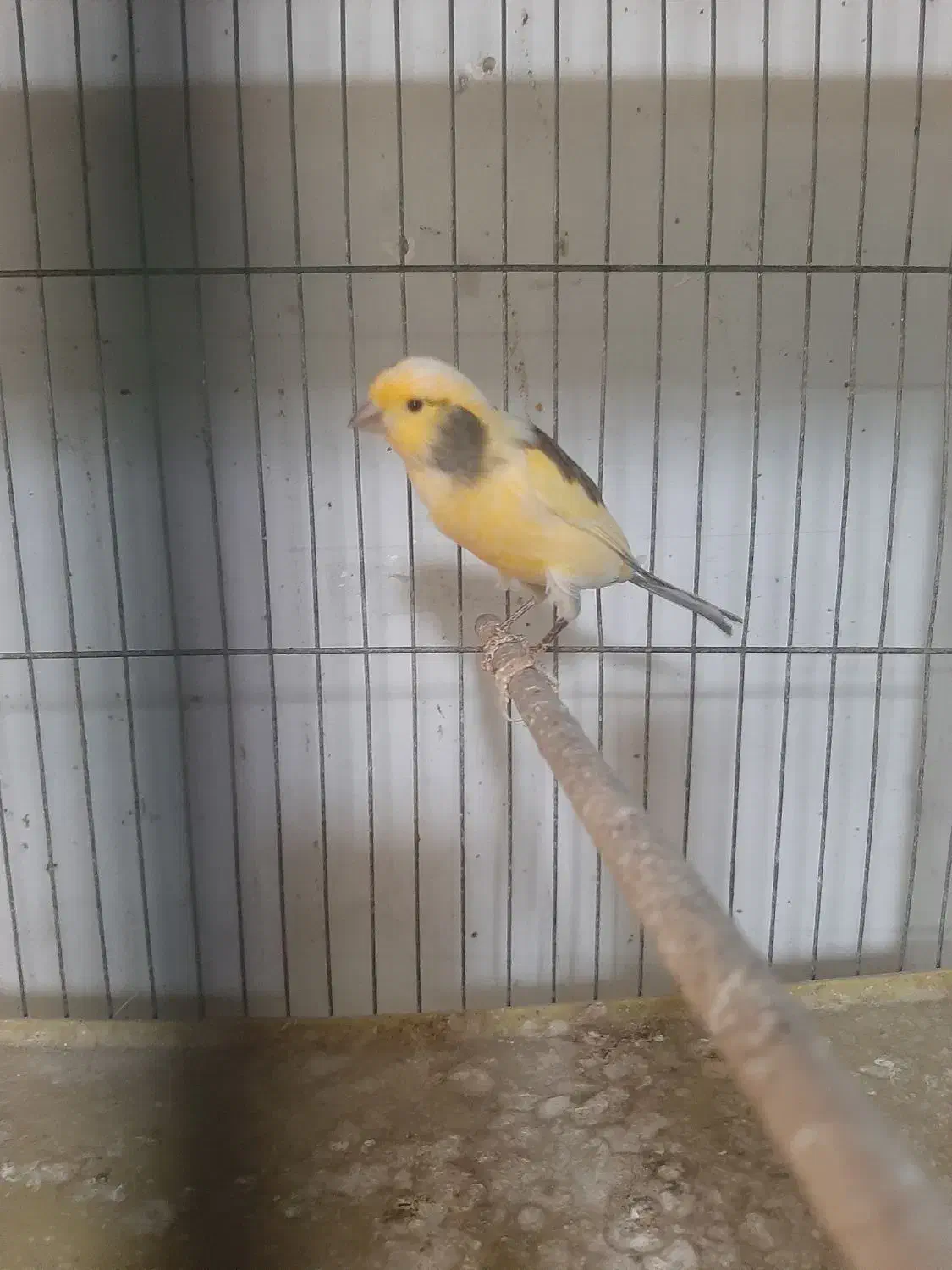 تعدادی قناری نر بخون|پرنده|فردیس, شهرک شهید حسینی|دیوار