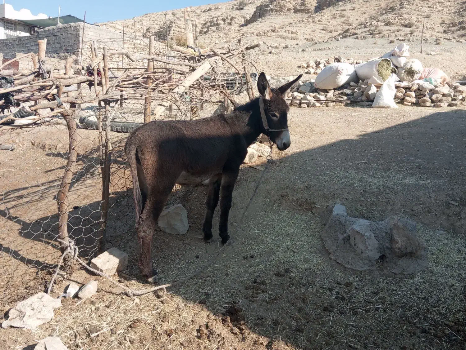 الاغ ماده|حیوانات مزرعه|ویسیان, |دیوار