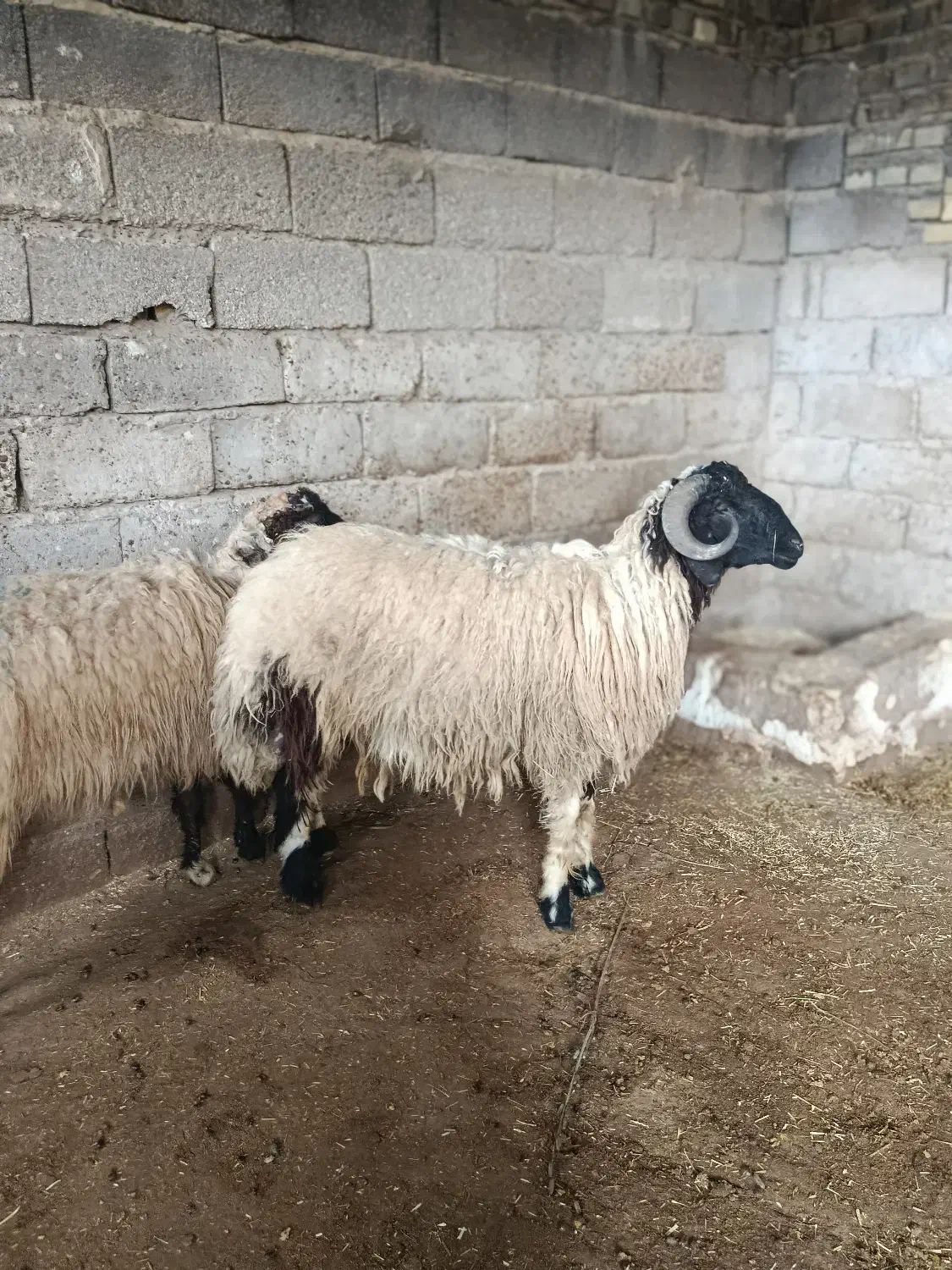 حمیدیه مسیر خسرج|حیوانات مزرعه|حمیدیه, |دیوار