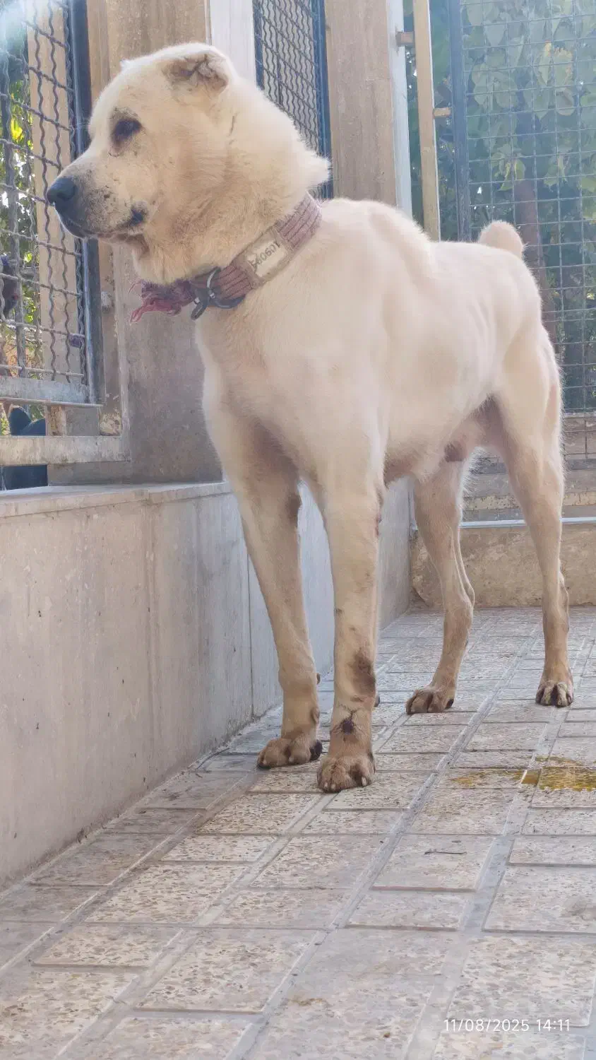 آلابای روس اصیل با ضمانتنامه|سگ|اصفهان, میرعماد|دیوار