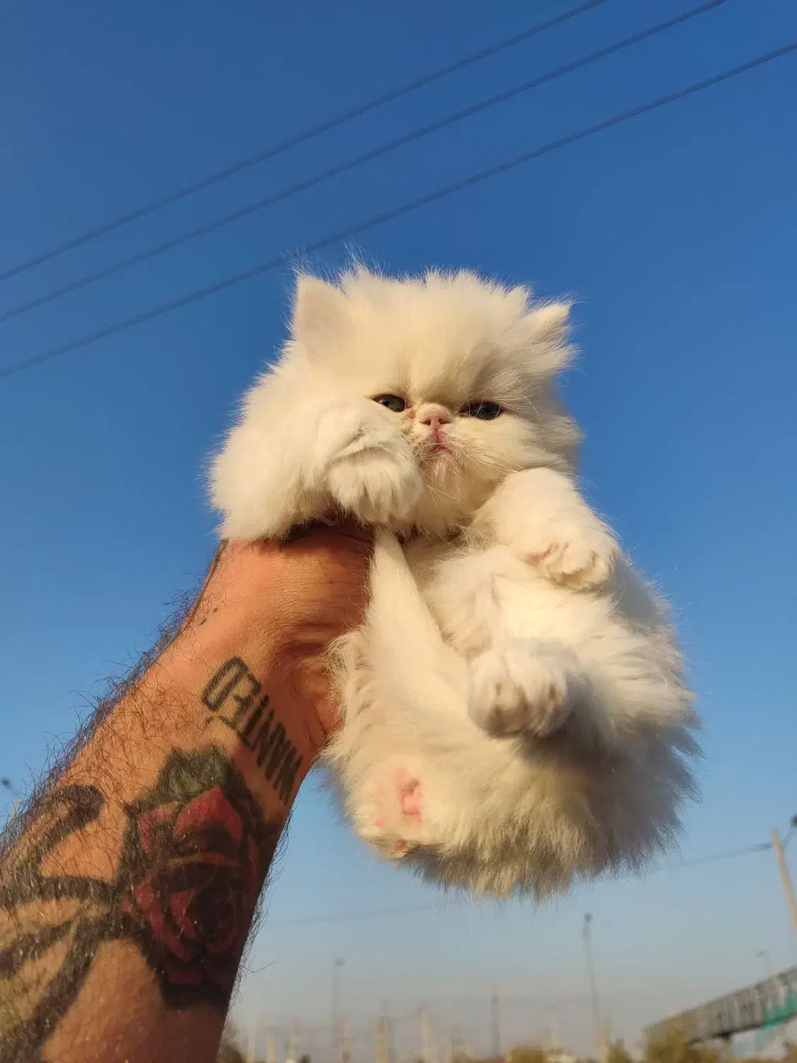 پرشین وارداتی 2ماه چمپبون کدA|گربه|آفتاب, |دیوار