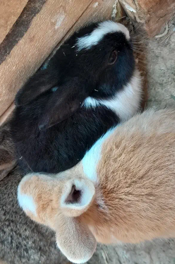 خرگوش|موش و خرگوش|ارومیه, |دیوار