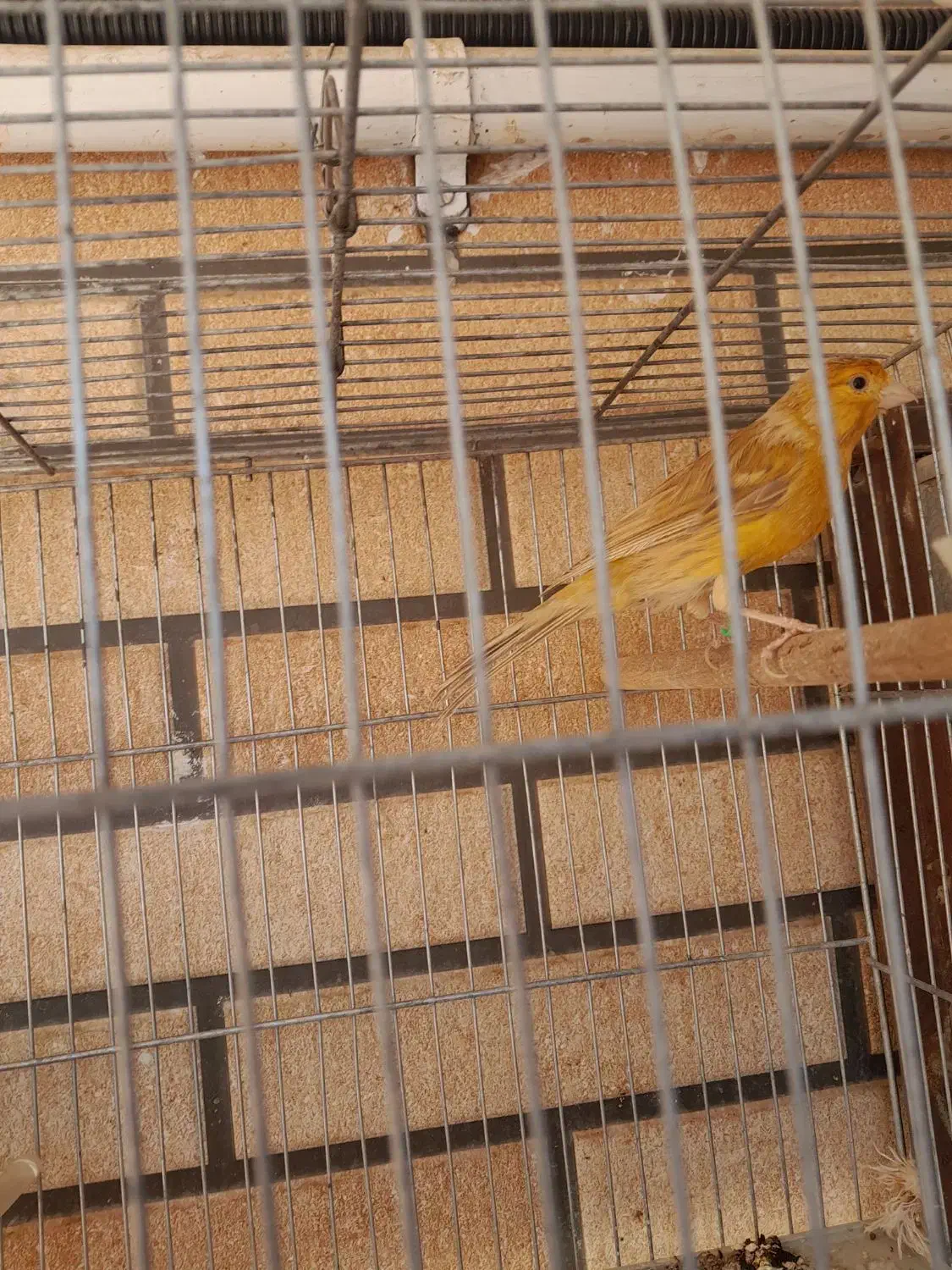 قناری دارچین نر|پرنده|کرمان, |دیوار