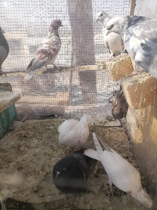 کبوتر|پرنده|دهاقان, |دیوار