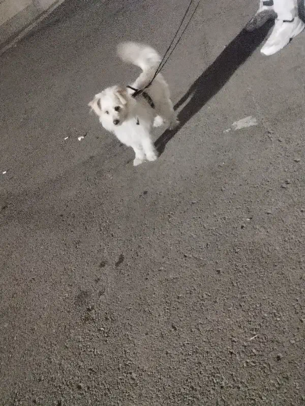 شیتزو|سگ|اردبیل, |دیوار