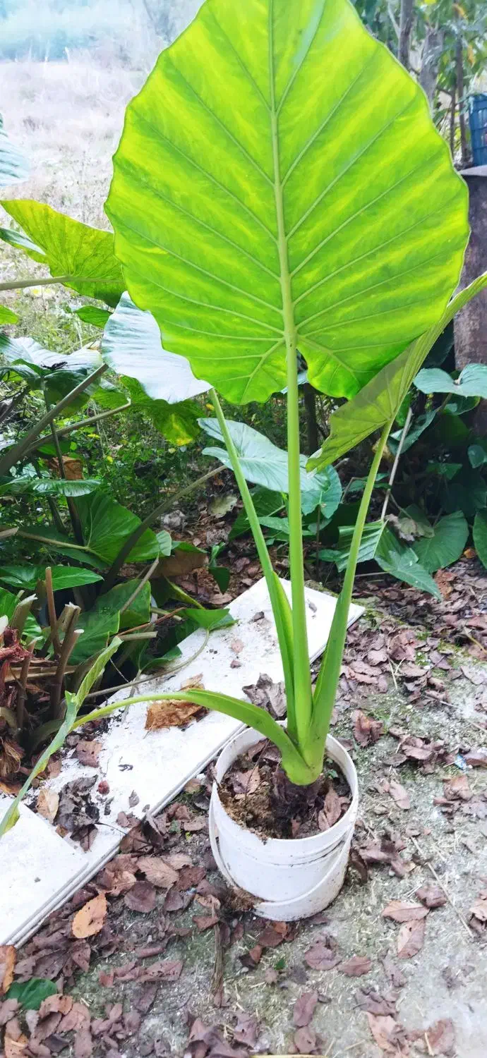 گل بابا آدم|گل و گیاه طبیعی|املش, |دیوار