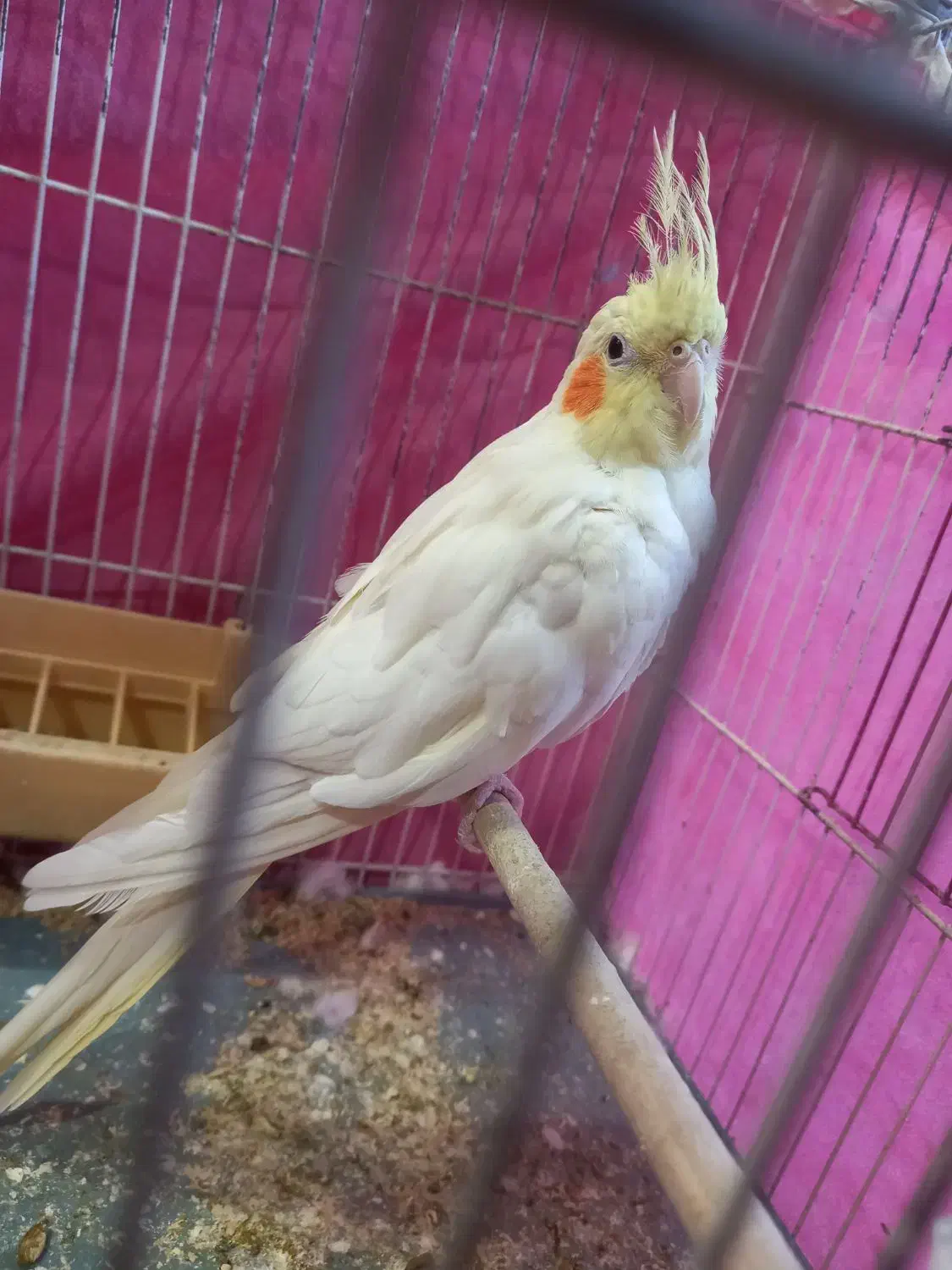 عروس هلندی|پرنده|قم, انصار‌الحسین|دیوار