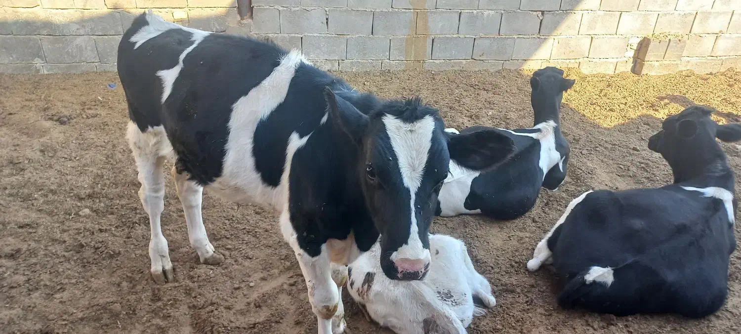 فروش گوساله نر شیر گرفته شده|حیوانات مزرعه|تفت, |دیوار