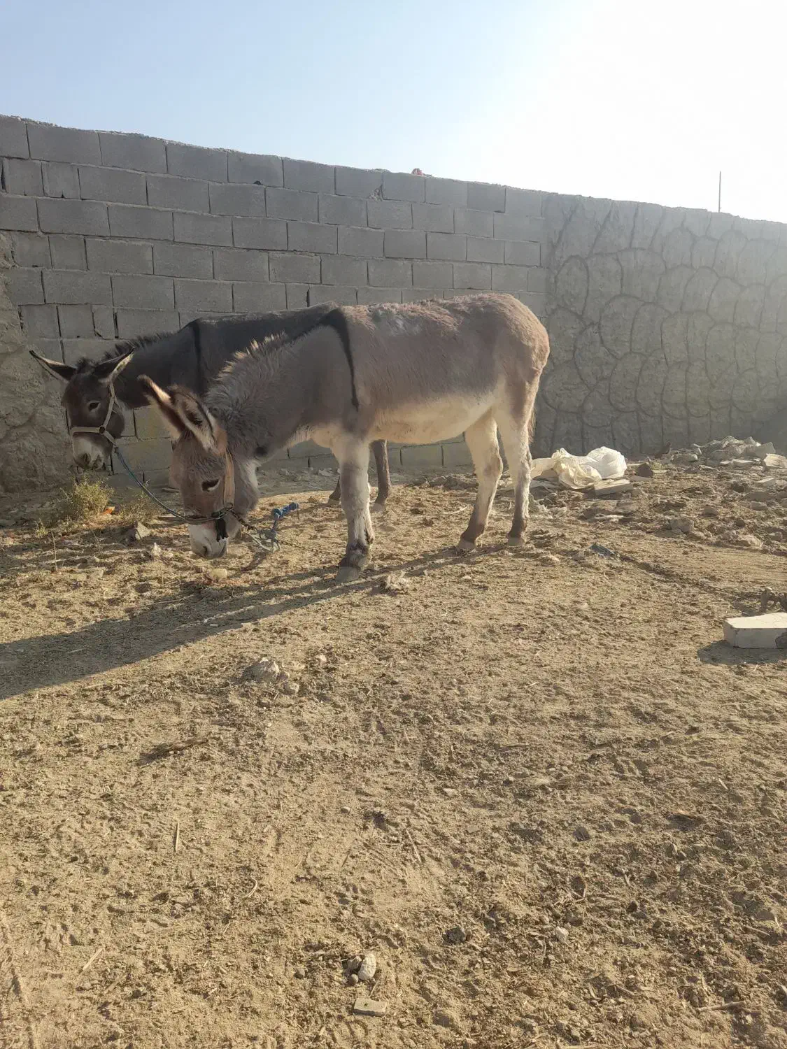 توافقی|حیوانات مزرعه|اصفهان, براآن شمالی|دیوار