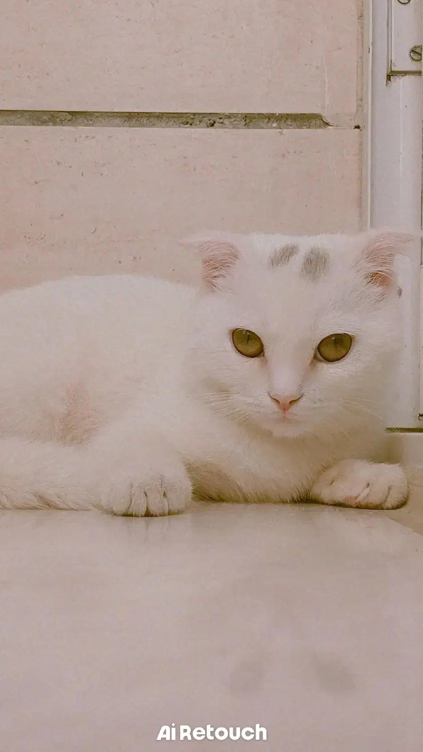 گربه اسکاتیش|گربه|مشهد, حضرت حجت|دیوار