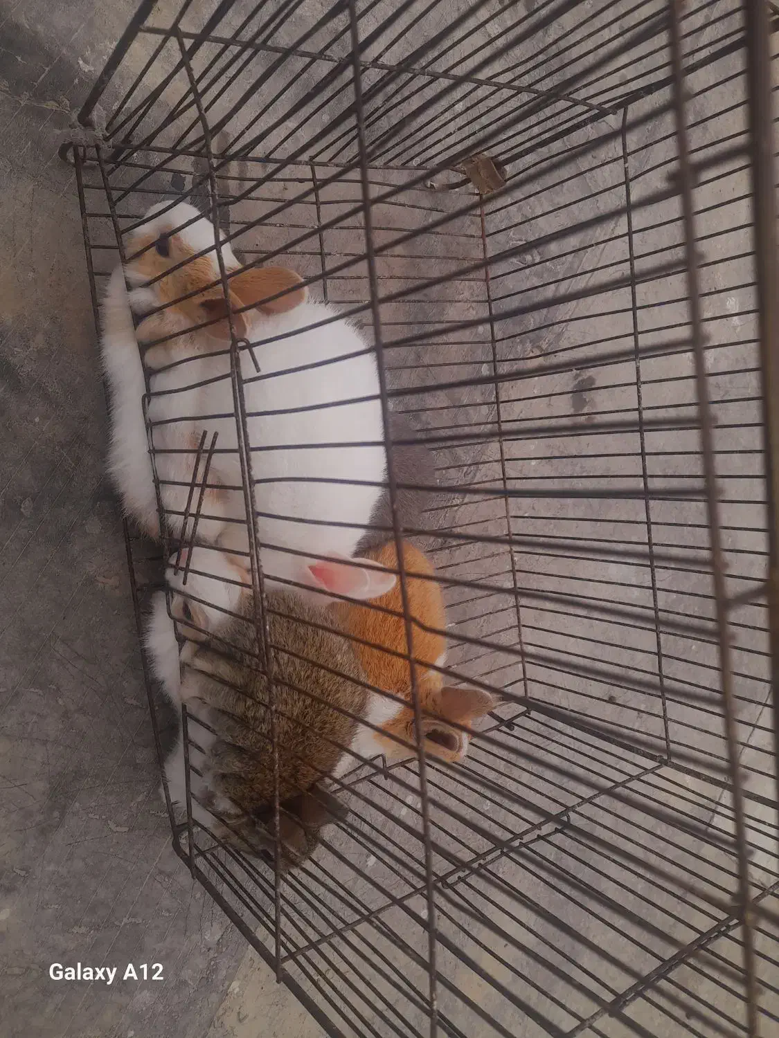 خرگوش|موش و خرگوش|نگین شهر, |دیوار