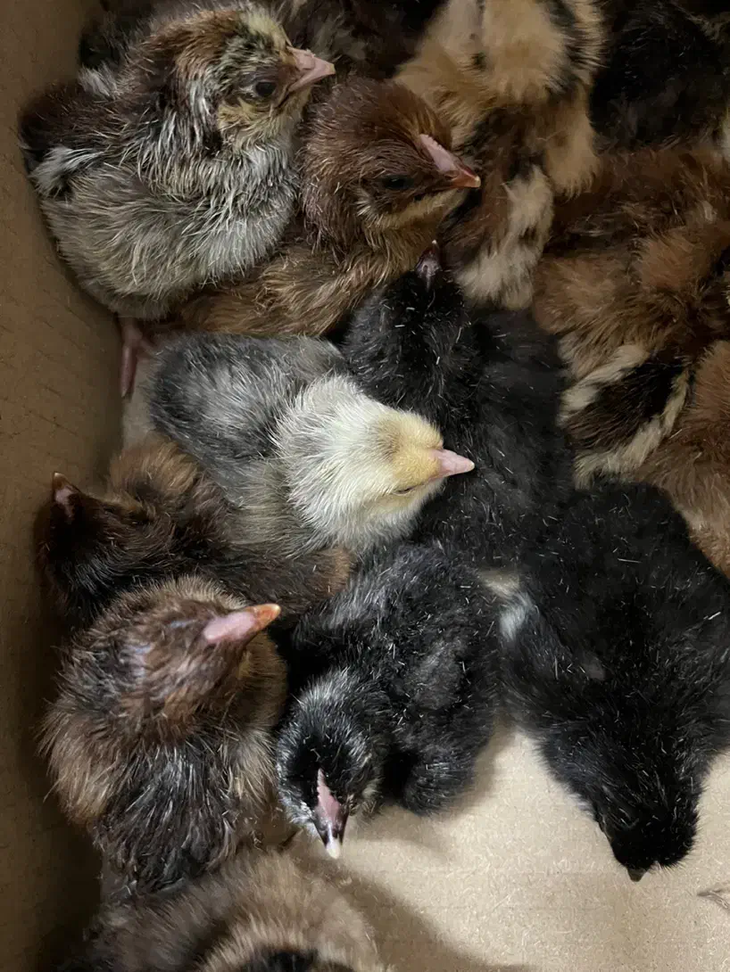 جوجه مرغ و خروس|حیوانات مزرعه|رحیمآباد, |دیوار