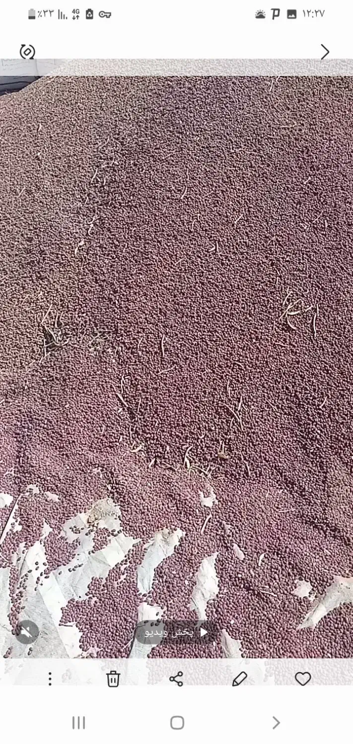 لوبیا قرمز درشت بذریاقوت درجه ۱|عمدهفروشی|الیگودرز, |دیوار