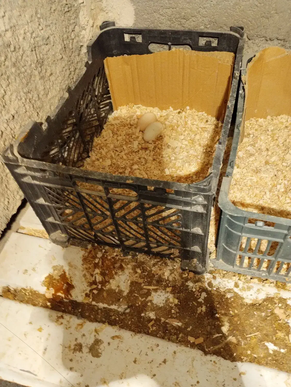 تخم مرغ گلین|حیوانات مزرعه|محمدشهر, ولدآباد|دیوار