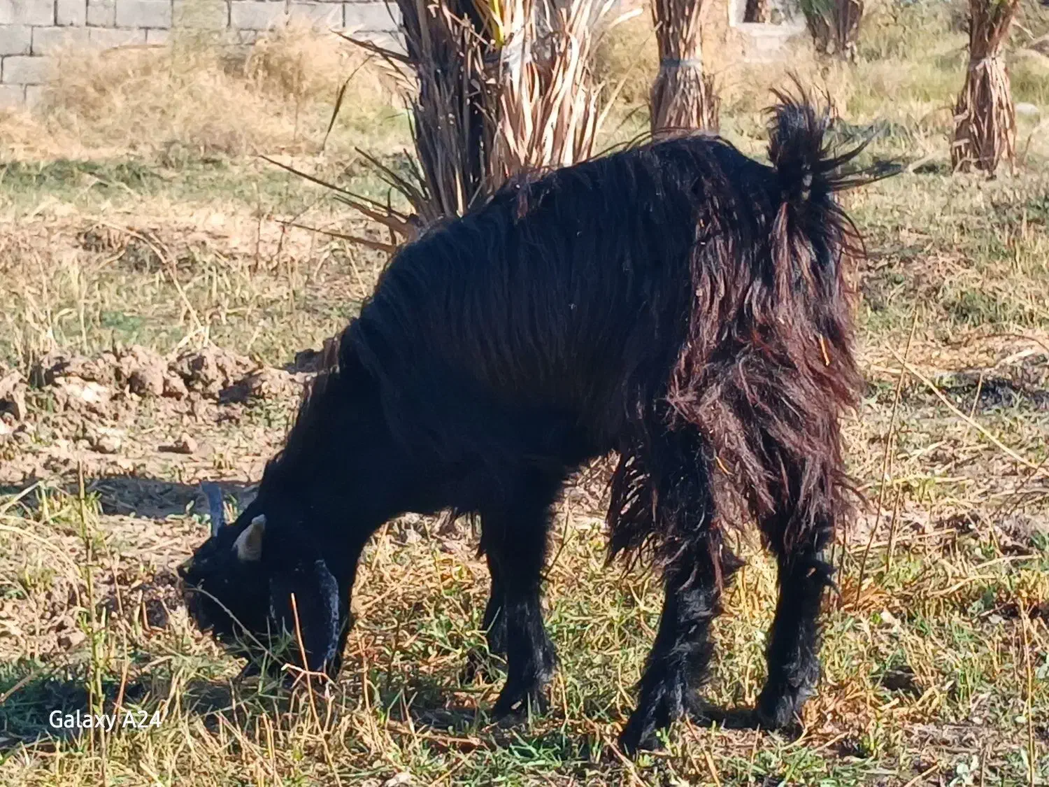کهره نر چاق|حیوانات مزرعه|جیرفت, |دیوار