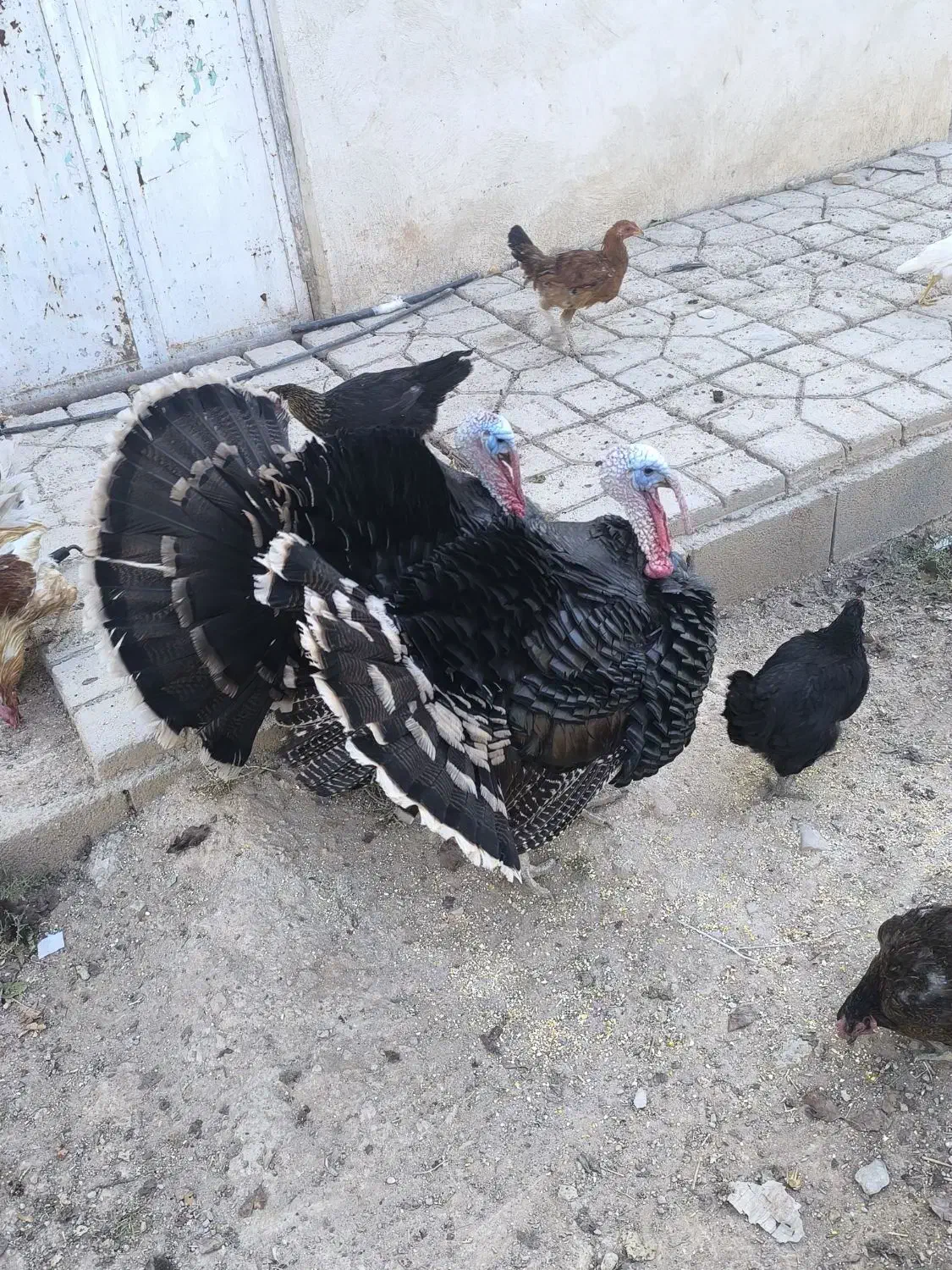 یک جفت بوقلمون نر|حیوانات مزرعه|شیراز, شهرک بهشتی|دیوار