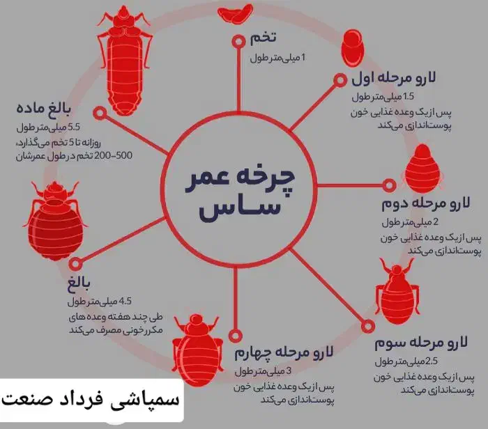 سم پاشی با مجوز رسمی|خدمات نظافت|قم, حنیف نژاد|دیوار