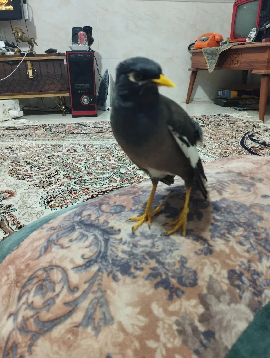 فروش مرغ مینا سخن گو|پرنده|باقرشهر, |دیوار