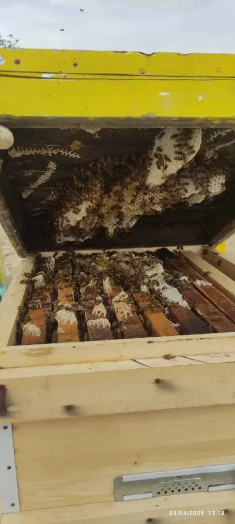 عسل کنار صددرصد خالص بشرط آزمایش|خوردنی و آشامیدنی|جناح, |دیوار