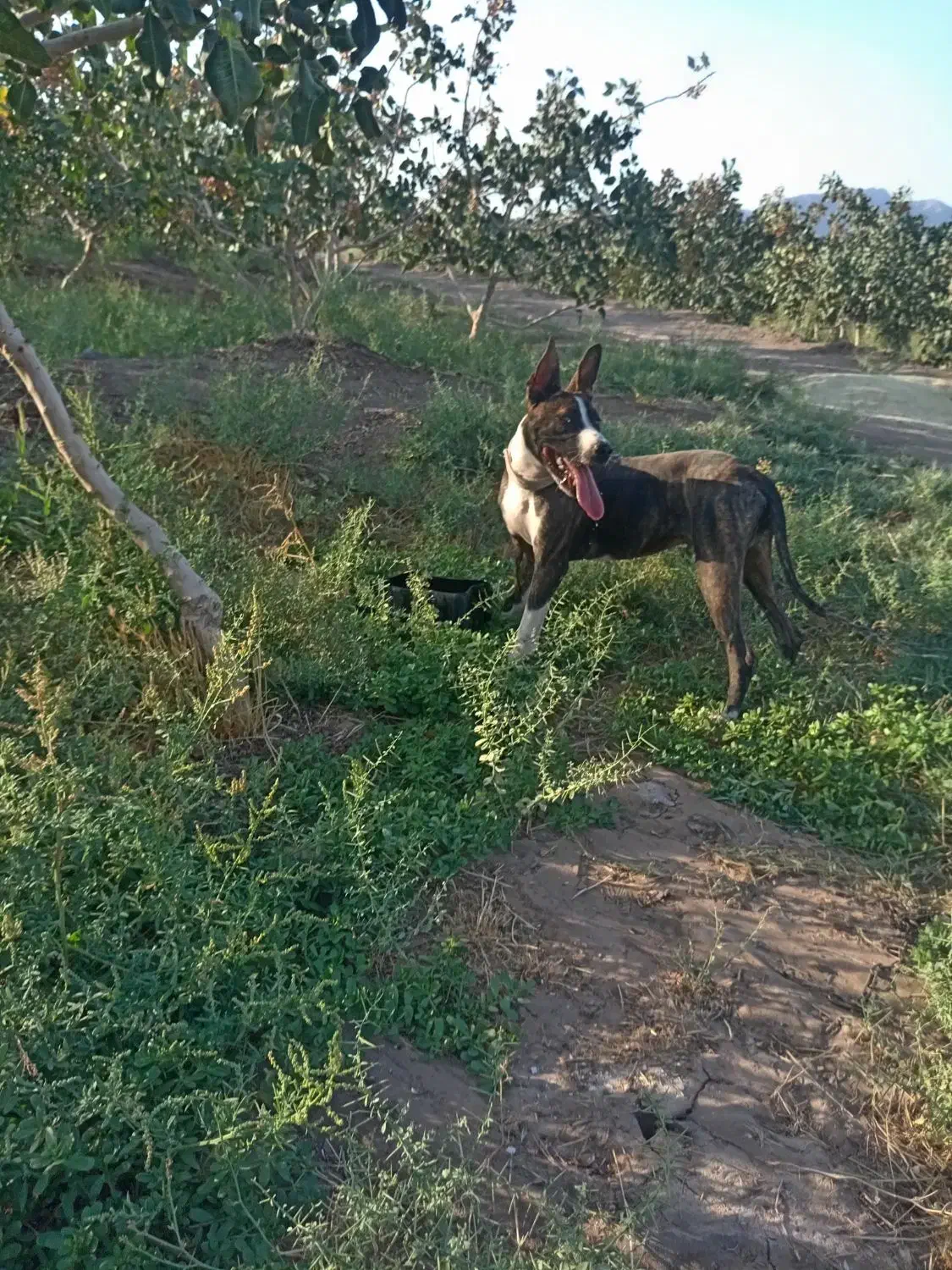 11 ماهه|سگ|انابد, |دیوار