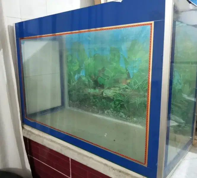 آکواریم (به همراه تجهیزات)|ماهی|زنجان, |دیوار