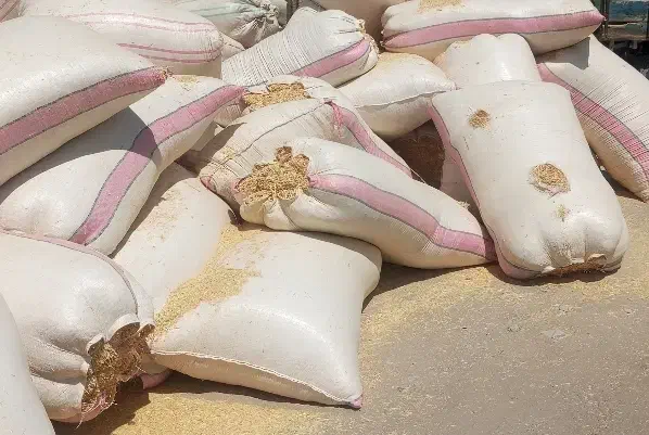 کاه نرم و گوسفندی|لوازم جانبی حیوانات|کاشان, کوچه باسکول|دیوار