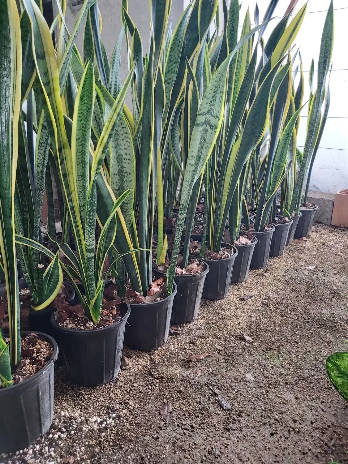 حراج سانسوریا ابلق|گل و گیاه طبیعی|محمودآباد, |دیوار