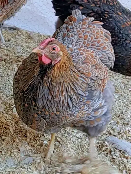 تخم نطفه دار ویاندوت و برهما لایت|حیوانات مزرعه|شهرضا, |دیوار