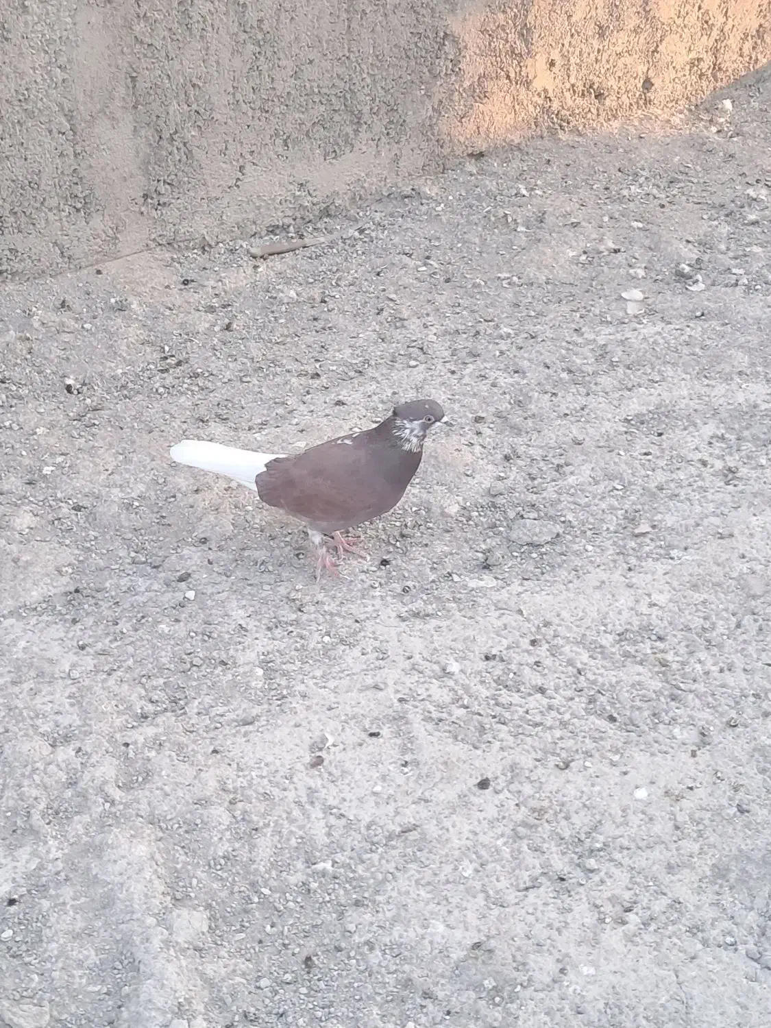 کفتر عالی|پرنده|پاکدشت, حصار امیر|دیوار