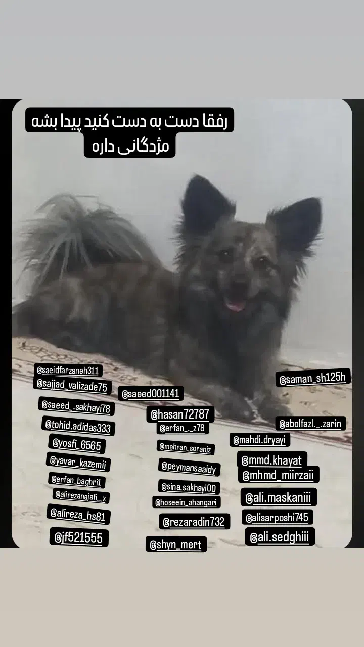 گمشده شهرک کشاورزی ده بومهن|حیوانات|بومهن, |دیوار