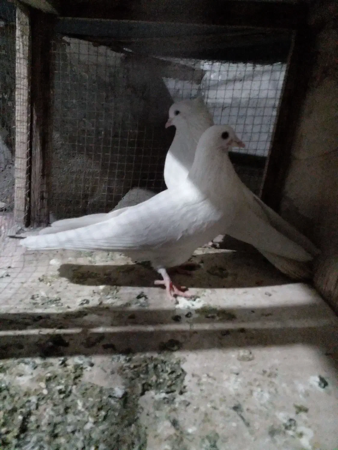 یک جفت کفتر پرشی|پرنده|شهریار, شهرک مصطفی خمینی|دیوار