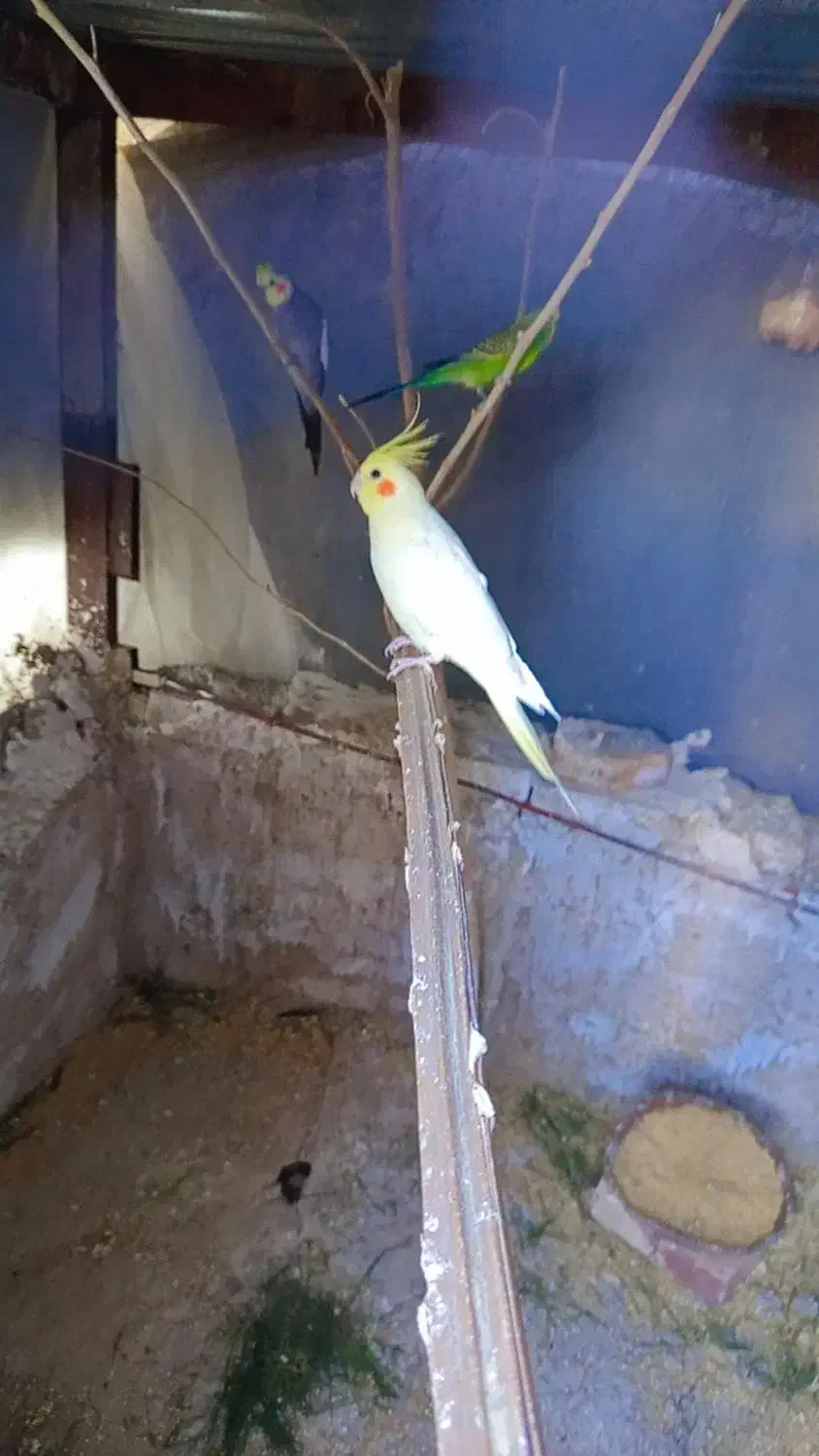 عروس هلندی|پرنده|سراوان, |دیوار