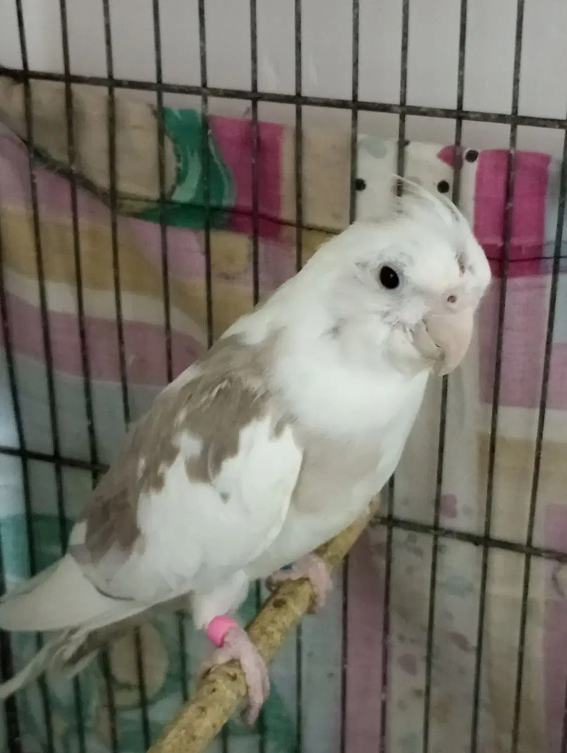 جفت عروس هلندی مولد|پرنده|مرودشت, ثبت احوال|دیوار