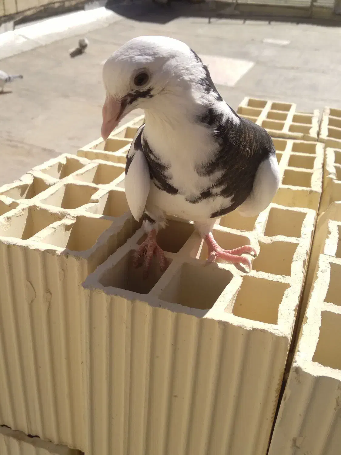 جوجه کفتر|پرنده|قم, ولیعصر|دیوار