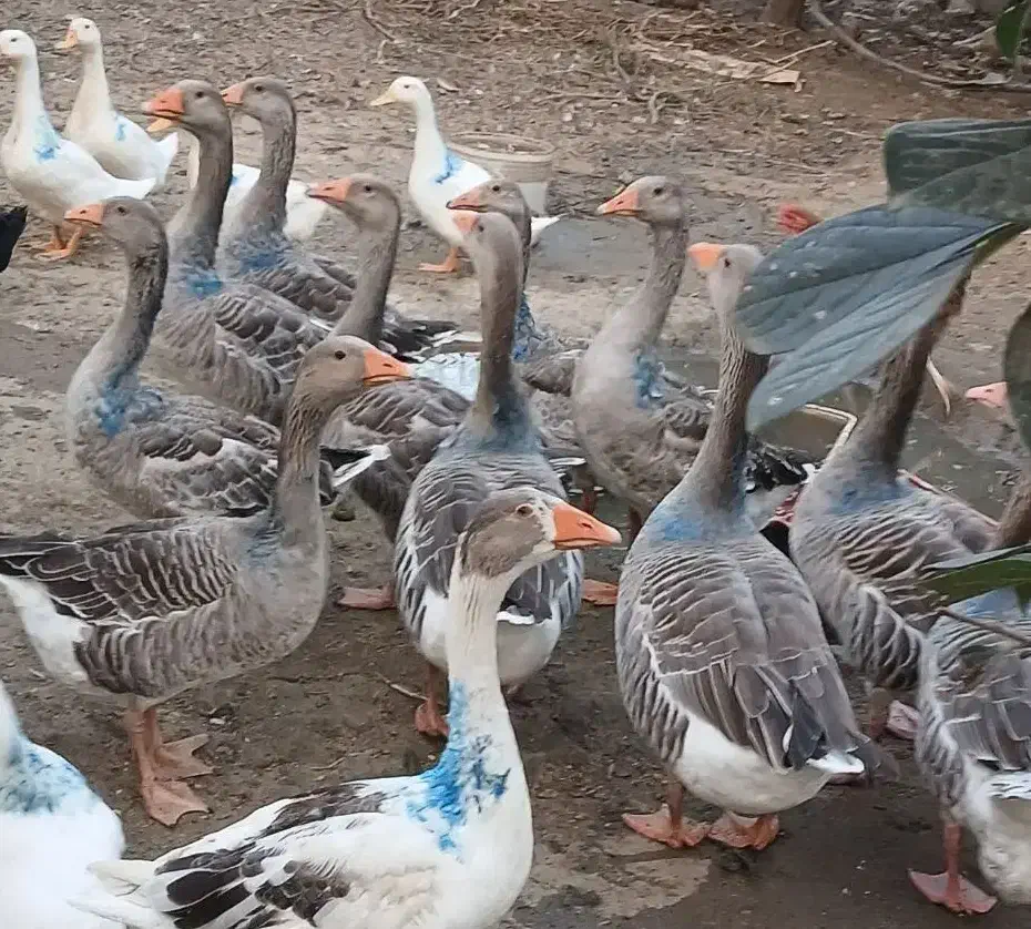 غاز ،مرغ و خروس|حیوانات مزرعه|رودسر, |دیوار