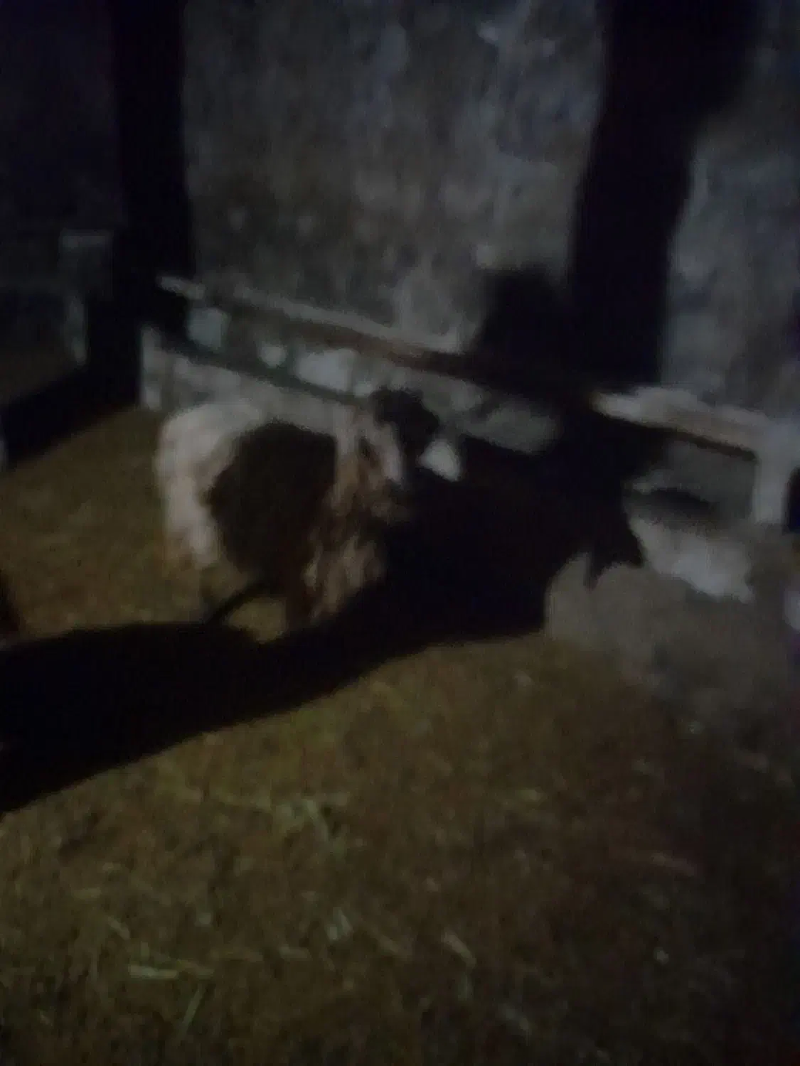 فروش|حیوانات مزرعه|صومای برادوست, |دیوار